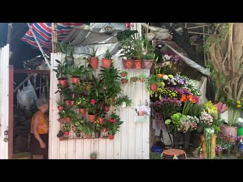[Andando por Hong Kong] Verifique Stanley. De uma floricultura protegida por uma figueira...