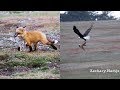 Amazing Video Shows Eagle Battling Fox For Rabbit In Mid Air