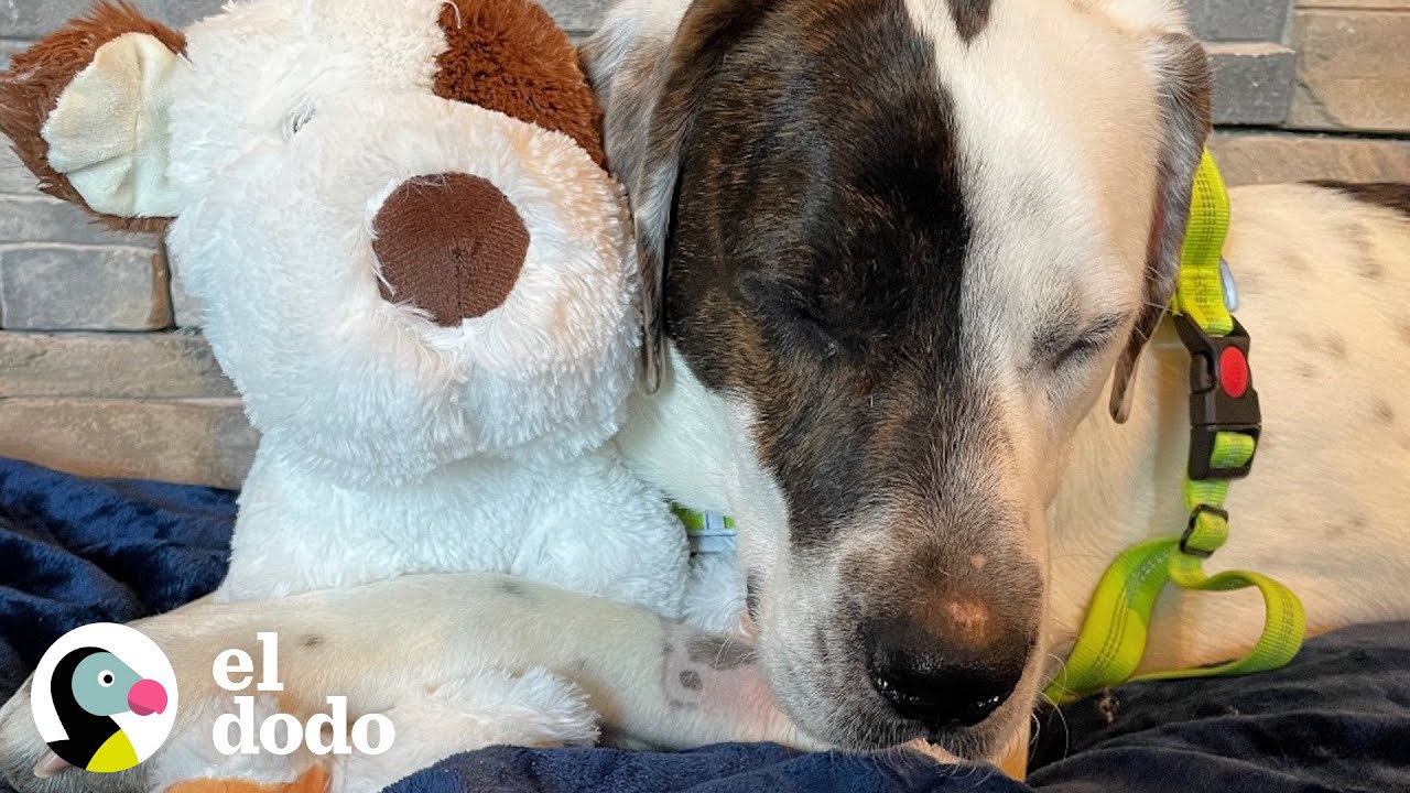 Este perro es la prueba de que el amor lo cura todo | El Dodo