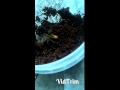 Brachypelma Albopilosum (Feeding)