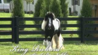 Gypsy Vanner Horses for Sale | Stallion | Piebald | King Richard