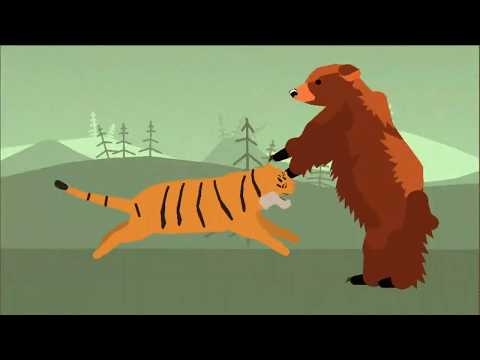 Grizzly Bear VS Siberian Tiger