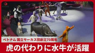 虎の代わりに水牛が活躍　ベトナム、国立のサーカス団創立70周年