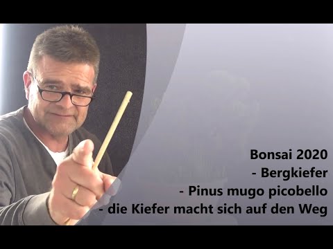 Bonsai 2020-26 - Mountain pine - Pinus mugo picobello - the pine is on its way