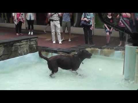 Dog In The Bucket Fountain, Cuba Street Wellington