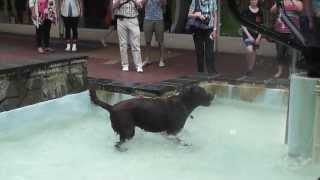 Dog In The Bucket Fountain, Cuba Street Wellington