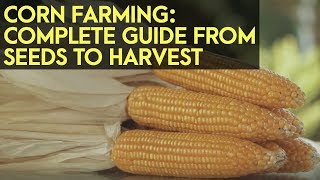 Corn Farming in the Philippines : Complete Guide from Seeds to Harvest