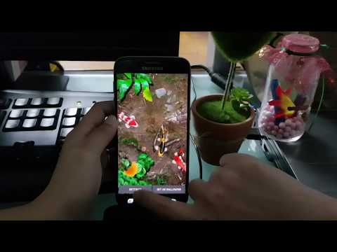 KOI Lucky Fish Live Wallpaper Video