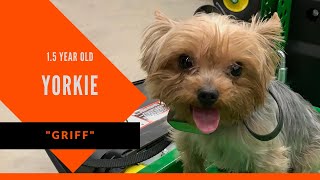 Download Lagu Griff | 1.5 Year Old Yorkie | Dog Training Columbus, GA | Dog Boot Camp Columbus, GA Thumbnail