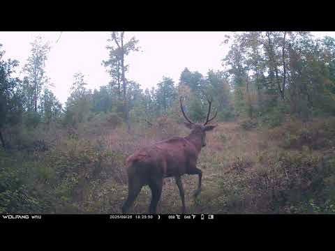 Sur les terres de Bourgogne - les cerfs sont rois Ep 6 😍 #animauxsauvages #wildlife #trailcam #cerf