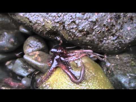 Octopus at Palmer's Point