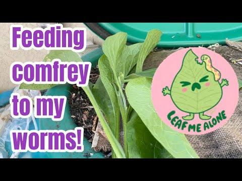 Feeding comfrey to my worms! How long will it take?