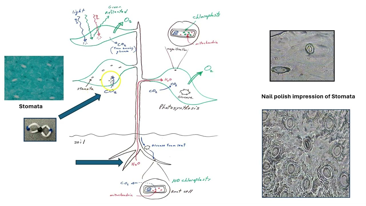 Plant photosynthesis