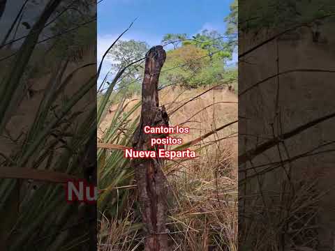 Nueva esparta la unión