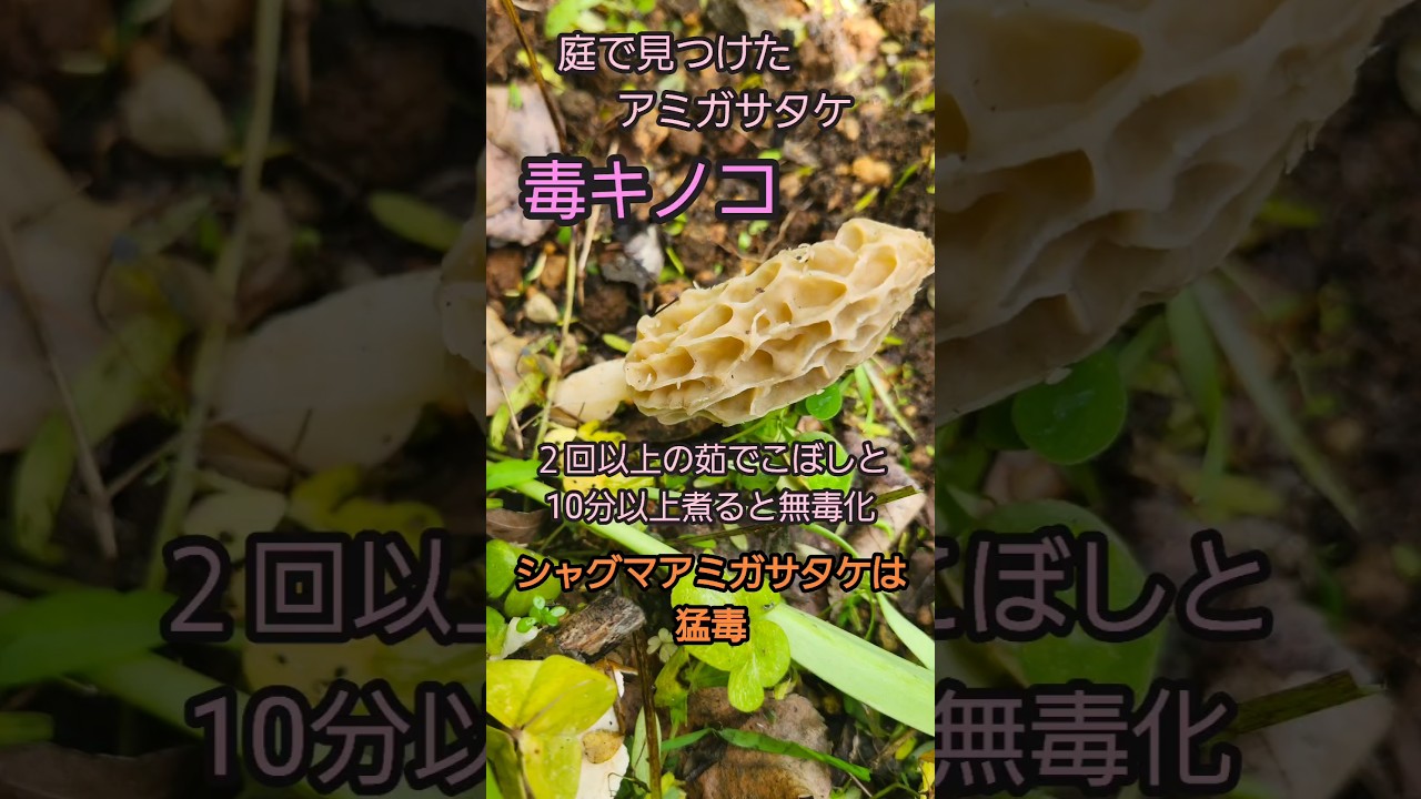 【アミガサタケみっけ😊】#きのこ #毒キノコ#庭 #春 #はくちゃん  #shorts