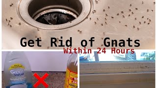 How To Get Rid of Gnats Inside The House