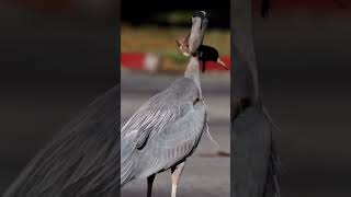 Big aggressive heron.         #viral #birds #shortsviral #animals #wildlife #herons