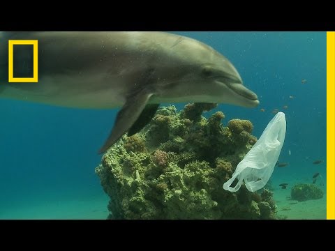 How can we prevent plastic from entering the ocean?