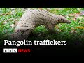 Top Pangolin Traffickers Caught By Undercover Sting Operation BBC News
