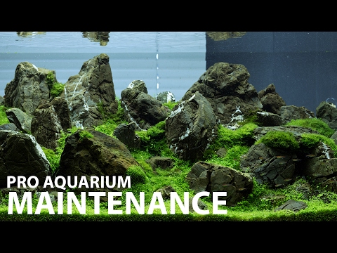 Aquarium maintenance in 1 hour at Green Aqua - 240L display - Trimming aquarium plants