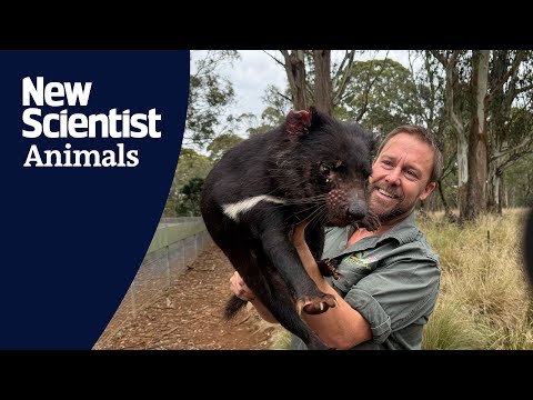 Will Tasmanian devils become Australian devils?
