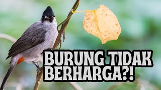 Download lagu IS THIS BIRD WORTHLESS ANYMORE AND STARTING TO BE FORGOTTEN? #happynature mp3 Download lagu IS THIS BIRD WORTHLESS ANYMORE AND STARTING TO BE FORGOTTEN? #happynature mp3