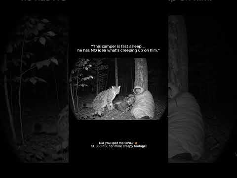 LYNX Stalks Sleeping Camper... But It's NOT The Only Thing Watching 🦉