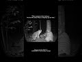 LYNX Stalks Sleeping Camper... But It's NOT The Only Thing Watching 🦉