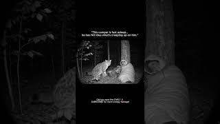 LYNX Stalks Sleeping Camper... But It's NOT The Only Thing Watching 🦉