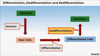 2. 11B15.2 CV1 Differentiation, Dedifferentiation and Redifferentiation