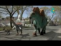 Dracorex Therizinosaurus Amargasaurus And Giganotosaurus