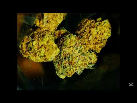 BIG BUDDHA CHEESE: A Deep Dive into the Legendary Cannabis Strain