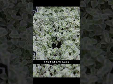  11月から12月に植えて春まで色とりどりの庭を作る、メンテナンス不要の冬の花5選！  庭園