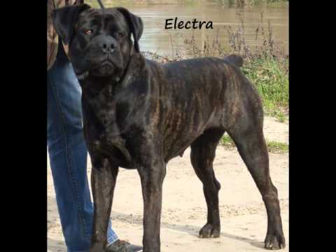 ELECTRA
