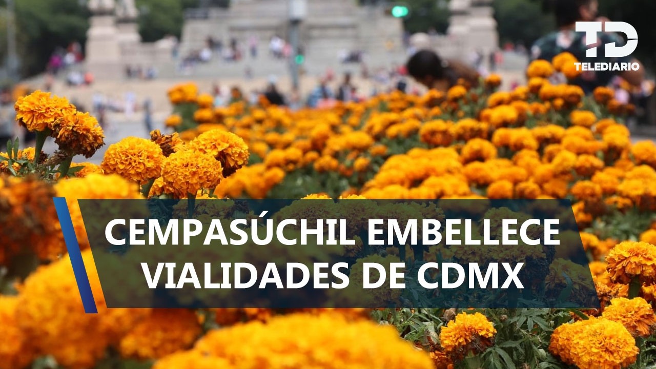 Flor de cempasúchil se convierte en protagonista de la imagen de la capital durante el mundial