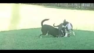 Video preview image #1 Mutt Puppy For Sale in Germantown, OH, USA