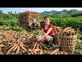 TIMELAPSE Massive Cassava Harvest Shock – Incredible Countryside Farm! DEFAULT Thumbnail