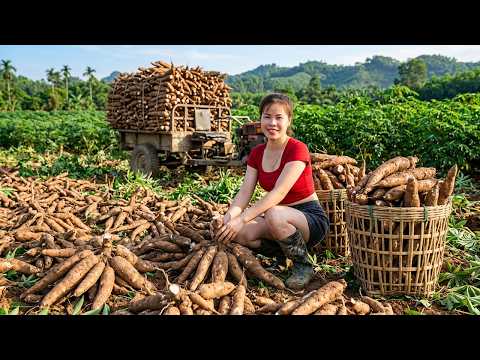 TIMELAPSE Massive Cassava Harvest Shock – Incredible Countryside Farm!