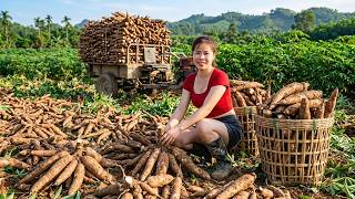 TIMELAPSE Massive Cassava Harvest Shock – Incredible Countryside Farm! MQDEFAULT Thumbnail