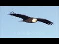 Bald Eagle Flying