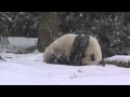 Bao Bao's First Snow Day! 
