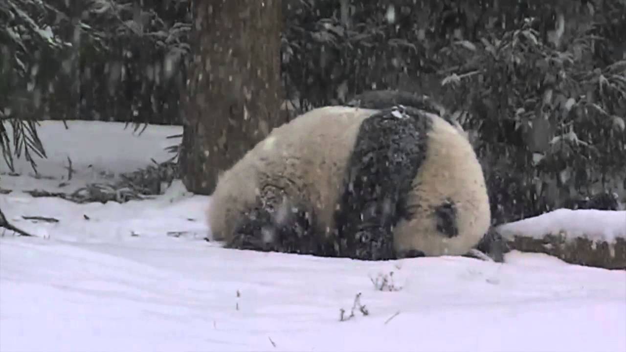 融化了!貓熊寶寶雪地初體驗 成雪球一路往下滾