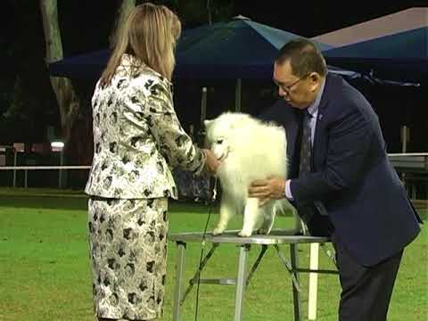 06 Jul 18 Beenleigh & Dist KC Championship Show