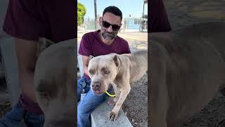 Video preview image #1 Mutt Puppy For Sale in Pasadena, CA, USA