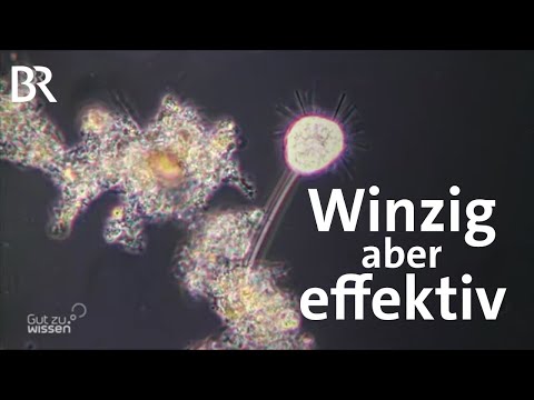 Schönheiten in Kläranlagen: Mikroorganismen räumen auf | Gut zu wissen | BR