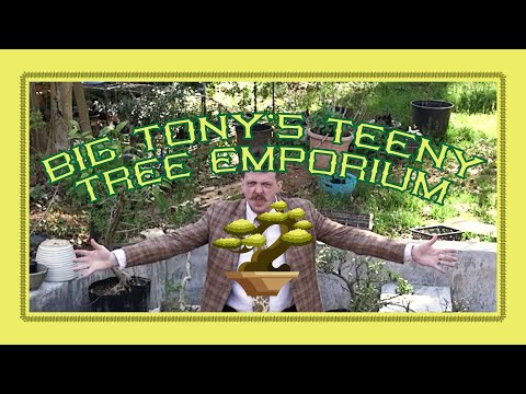 BONSAI // BIG TONYS TEENY TREE EMPORIUM