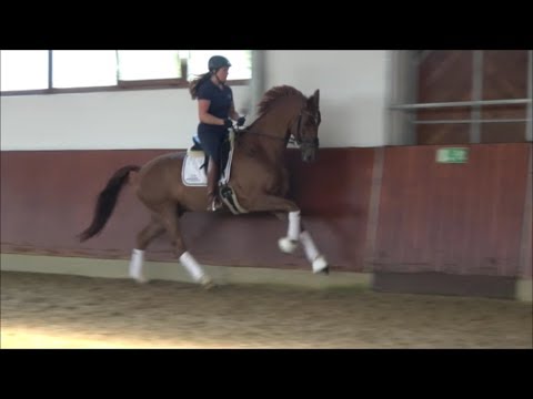 BELAMI - *2014 Wallach von Belissimo M