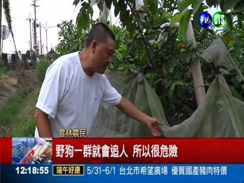 野狗橫行闖農田 農民架網防入侵