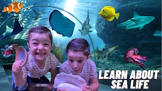 Aquarium Adventure for Kids | Learn Sea Animals & Fish at the Aquarium! 🐠