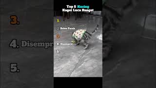 Download lagu Top 5 Kucing Kaget Lucu Banget mp3 Download lagu Top 5 Kucing Kaget Lucu Banget mp3